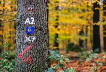 Der Reichswald am Niederrhein - Oliver Berg/dpa