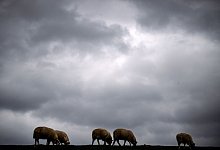 Schafe auf einem Deich - Sina Schuldt/dpa