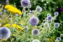 Blühende Kugeldisteln im Garten - Hauke-Christian Dittrich/dpa/dpa-tmn