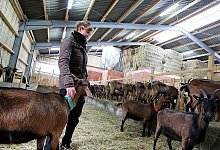 Besuch im Stall - Foto: Becksch&auml;fer