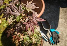 Japanischer roter Fächerahorn - Christin Klose/dpa-tmn