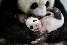 Berliner Panda-Zwillinge - Foto: Zoo Berlin/dpa