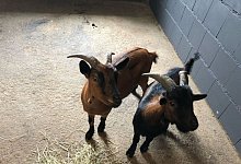 Anwohner entdeckt zwei Ziegen auf Grundst&uuml;ck - --/Polizei M&auml;rkischer Kreis/dpa