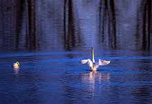 Naturschutzgebiet Lewitz - Foto: Jens B&uuml;ttner/dpa-Zentralbild/ZB