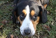 Notfall Merle im Tierheim Bad Salzuflen - Tierhheim Bad Salzuflen