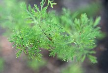 Eberraute (Artemisia abrotanum) - Andrea Warnecke/dpa-tmn
