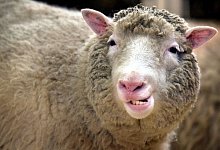 Klonschaf Dolly - Foto: Curtis/epa/dpa/Archiv