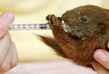 Eichh&ouml;rnchen-Baby - Foto: Bernd Settnik