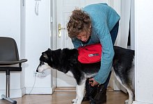 Eine Frau schnallt einem Hund einen Rucksack um - Florian Schuh/dpa-tmn