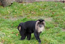 Ruma - Zoo Leipzig/dpa