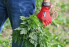 Mann hält ausgerissene Ambrosia-Pflanzen in der Hand - Patrick Pleul/dpa/dpa-tmn