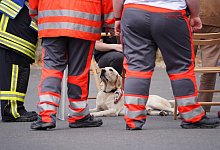 geretteter Hund - Freitag TV/Stock