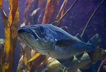 Dorsch - Foto: Axel Heimken/dpa