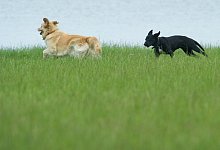 Hund auf der Wiese - Foto: Stefan Sauer/dpa-Zentralbild/dpa