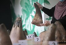 Singapur stoppt bisher größten Schmuggel mit Nashorn-Horn - Then Chih Wey/XinHua/dpa