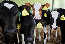 Kreis Paderborn sieht Tierschutz verletzt - DELBR&Uuml;CK