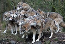 W&ouml;lfe in Deutschland - Foto: Bernd W&uuml;stneck