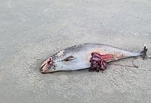 Dutzende tote Schweinswale auf niederl&auml;ndischen Inseln angesp&uuml;lt - Foto: Andreas Reuland/Schweinswale e.V./dpa