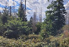 Stadtwald Lemgo - 1 - Alexander von Leffern (Archivfoto)