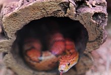 Exotische Haustiere - FOTO: DPA