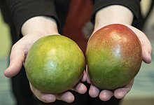 Mangos - Foto: Robert G&uuml;nther