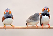 Zebrafinken - Foto: Wolfgang Forstmeier/Max-Planck-Institut f&uuml;r Ornithologie