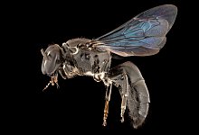 Seit 100 Jahren verschollene Bienenart in Australien entdeckt - Foto: James Dorey Photography/Flinders University/dpa