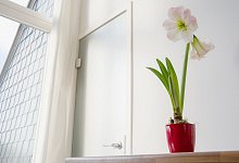 Eine bl&uuml;hende Amaryllis (Hippeastrum-Hybride) - Andrea Warnecke/dpa-tmn