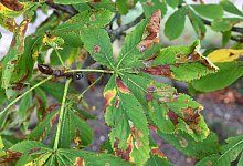 Braune Kastanienbl&auml;tter - Foto: Andrea Warnecke