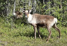 Rentiere - Steffen Trumpf/dpa