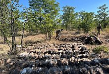 Geier in Afrika get&ouml;tet - --/Sanparks/dpa