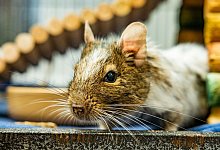 Nagetier Greg - Foto: Blue Cross/PA Media/dpa