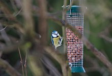 Kohlmeise - Foto: Andrea Warnecke/dpa-tmn