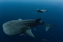 Walhaie in Westpapua - M.V. Erdmann/dpa