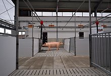 &laquo;Stall der Zukunft&raquo; f&uuml;r Schweine - Federico Gambarini/dpa