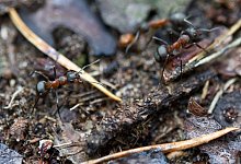 Ameisen - Foto: Andrea Warnecke/dpa-tmn