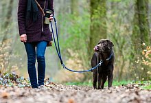 Hunde m&uuml;ssen wieder an die Leine - Foto: Christophe Gateau/dpa