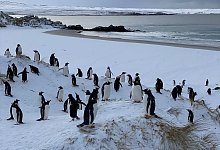 Pinguine auf den Falklandinseln - Benedikt von Imhoff/dpa