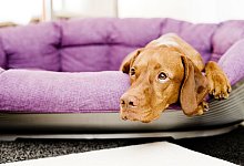 Zu Hause mit dem Hund nicht zu streng sein - Foto: Monique W&uuml;stenhagen/dpa-tmn