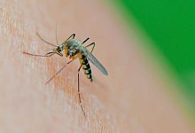 M&uuml;cke der Art Aedes vexans saugt Blut am Arm einer Frau - Patrick Pleul/dpa/dpa-tmn