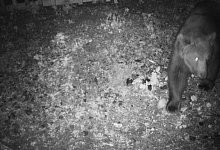 Foto B&auml;r - Reviermanagement/dpa