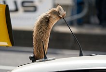 Kult-Opel kommt vorerst nicht zur&uuml;ck - Thomas Frey/dpa