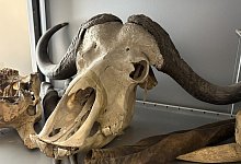 img_5243 - 1 - Jan Schillmann