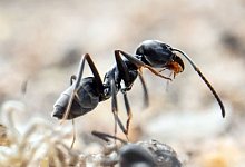 urn:newsml:dpa.com:20090101:250601-935-622718 - 1 - Uli Deck/dpa