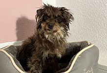 509d8a0d-5aba-4ebf-84c9-0e13f1d6d5de - 1 - Tierheim Bad Salzuflen