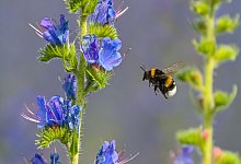 Hummel - Foto: Patrick Pleul/dpa-Zentralbild/ZB