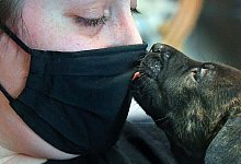 Hunde-Welpe - Foto: Randy Hoeft/The Yuma Sun/AP/dpa/Symbolbild