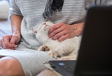Frau sitzt mit einer Katze vor dem Laptop - Christin Klose/dpa-tmn