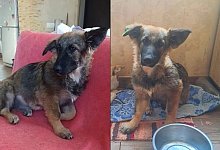 Findel-Hündin aus der Ukraine - Bildrechte: Jason Jochem