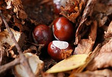 Was ist eigentlich so toll am Herbst? - Marcus Brandt/dpa